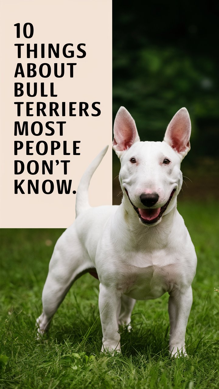 10 Essential Things to Know Before Getting a Bull Terrier