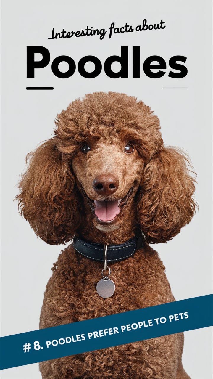 20+ Fascinating Facts About Poodles – The Brains & Beauty of the Dog World 🐩