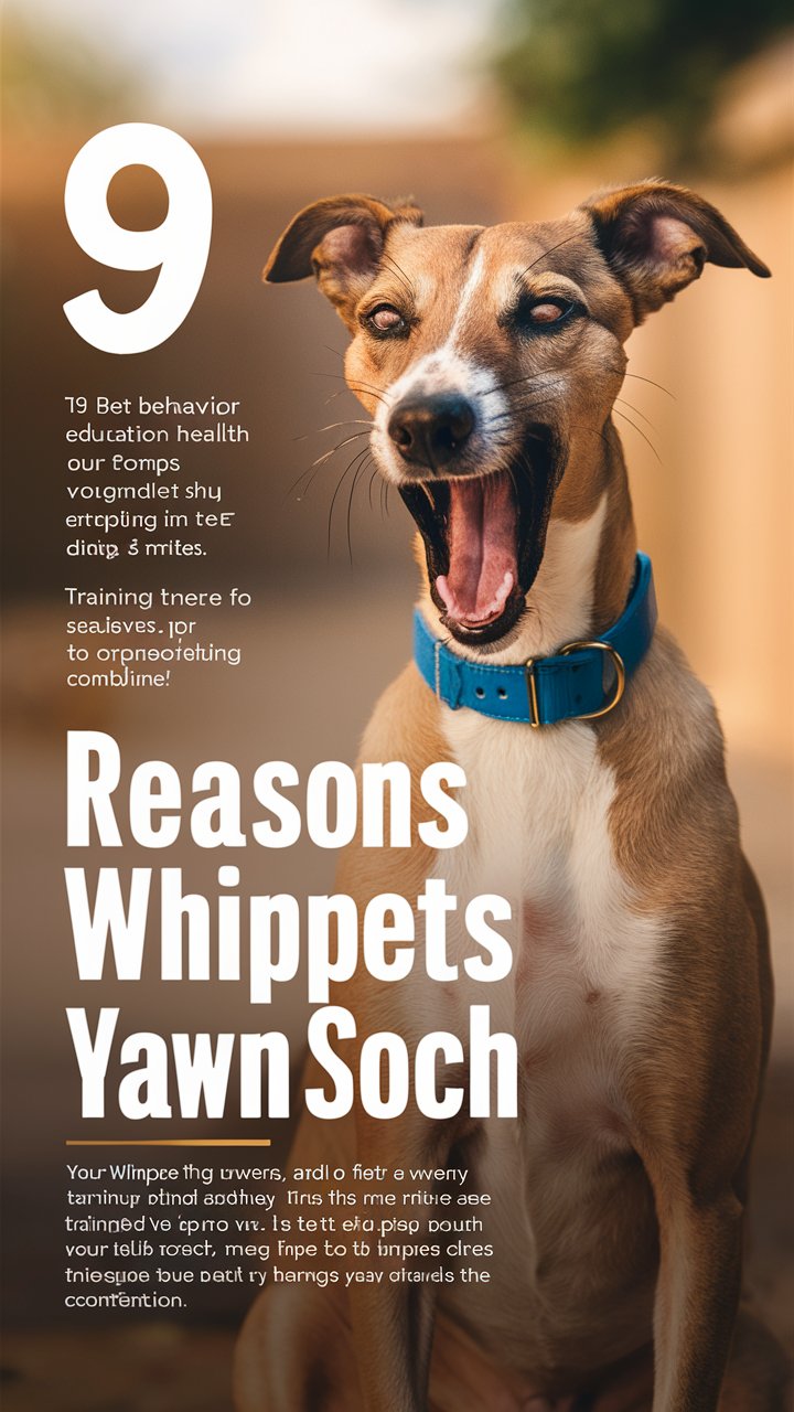 Why Do Whippets Yawn So Much? Causes, Meanings & Solutions