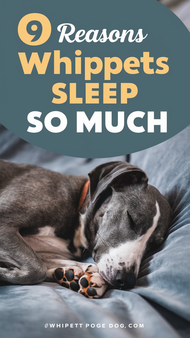 9 Strong Reasons Why Whippets Sleep So Much + Expert Tips To Keep Them Healthy