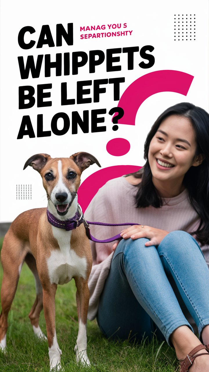 Can Whippets Be Left Alone
