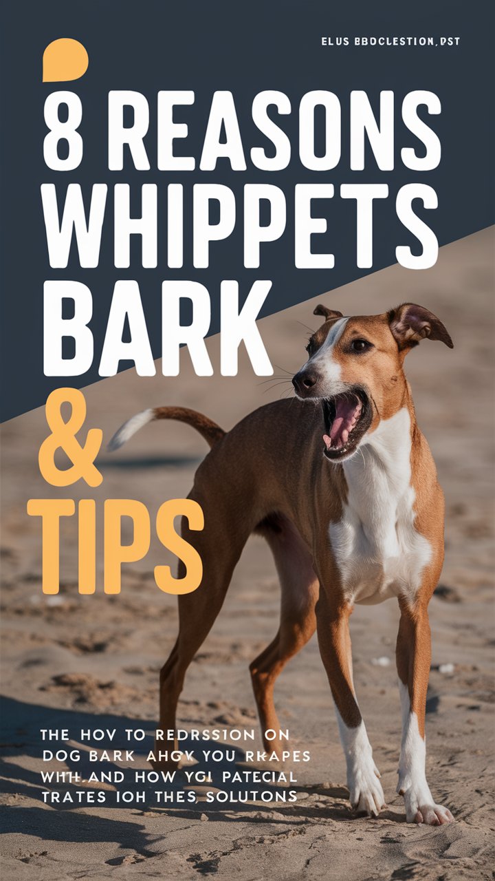 13 Advanced Reasons Why Whippets Bark So Much