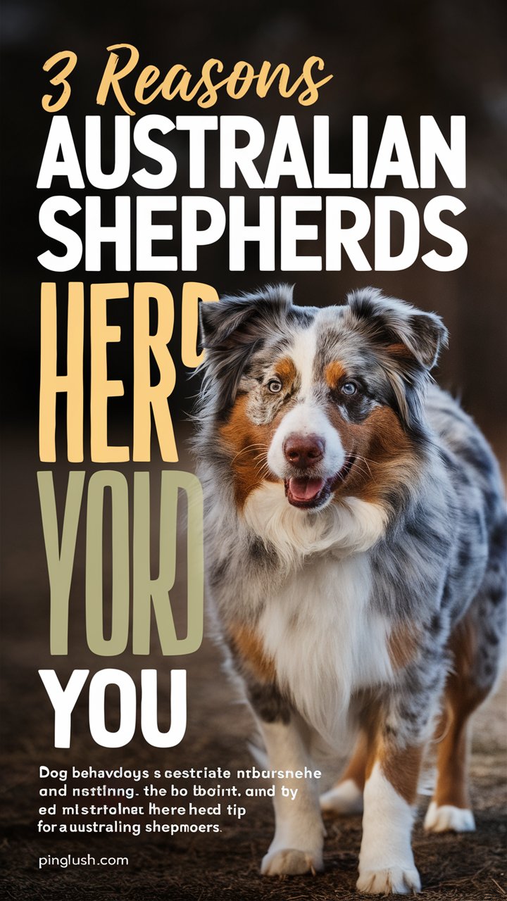 9 Surprising Reasons Why Australian Shepherds Follow You Everywhere
